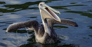 pelican_brown_can_h_0082_mex0092.jpg
